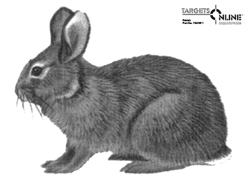 Rabbit - Card Stock